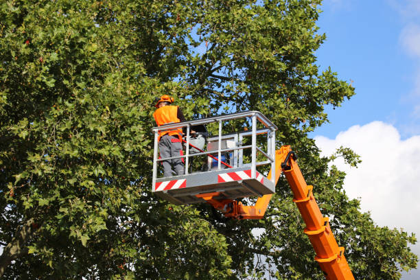 Best Tree Preservation Services  in Mcloud, OK