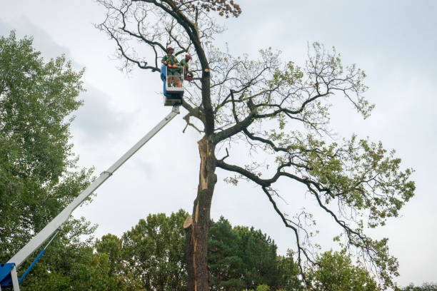 Best Tree Cabling and Bracing  in Mcloud, OK