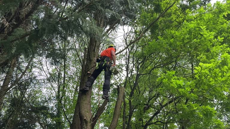 Best Palm Tree Trimming  in Mcloud, OK